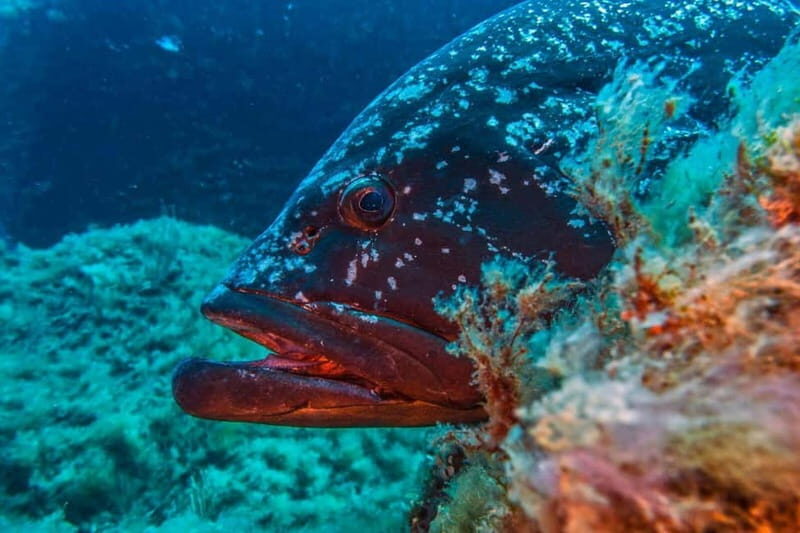 Villasimius: Capo Carbonara Marvellous Guided Dive - FAQ