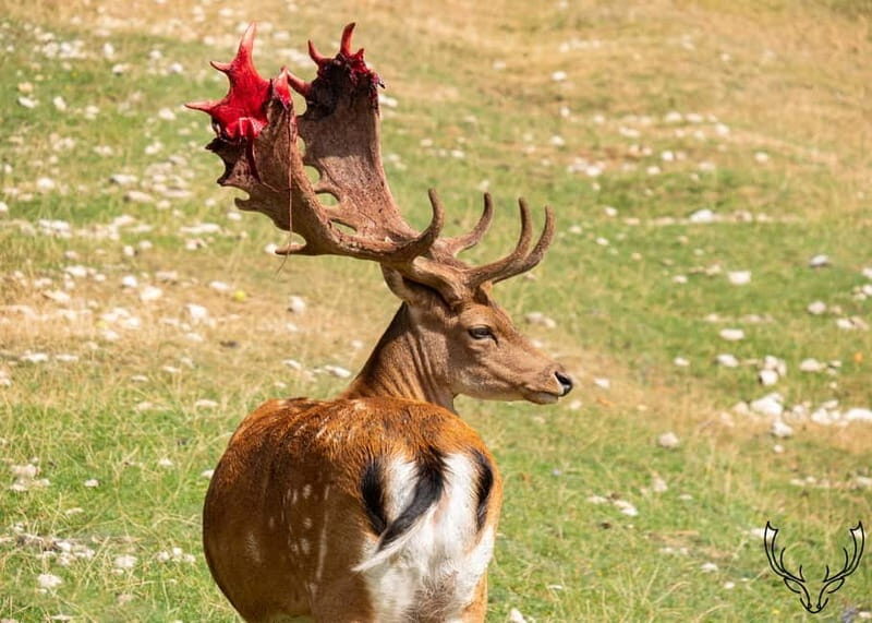 Villetta Barrea: Fallow Deer Park Guided Tour - Key Points