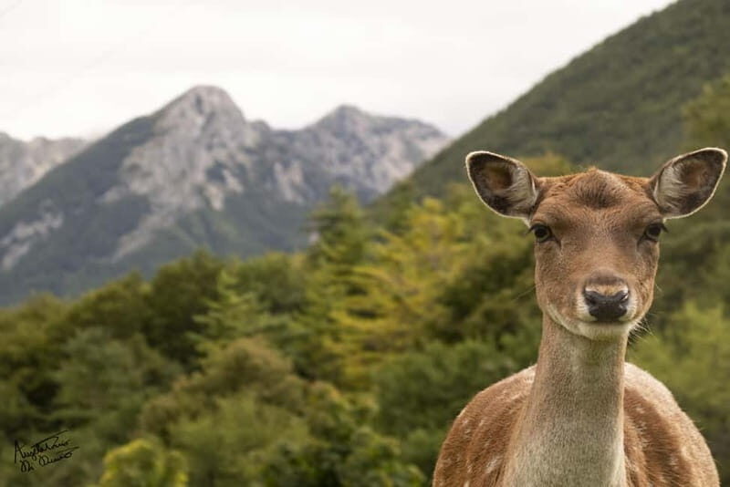 Villetta Barrea: Fallow Deer Park Guided Tour - A Gentle Introduction to the Villetta Barrea Deer Park