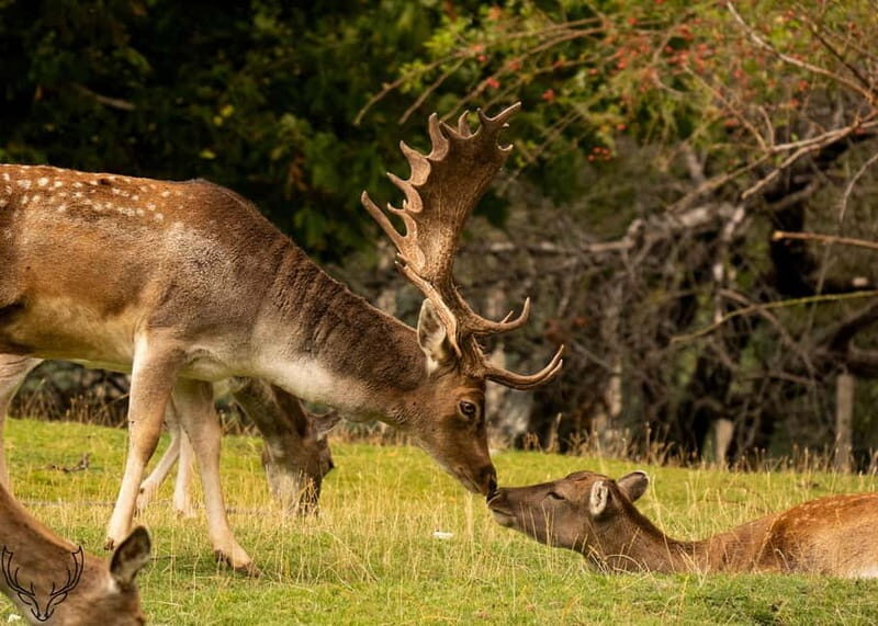 Villetta Barrea: Fallow Deer Park Guided Tour - Stunning Views and Relaxation