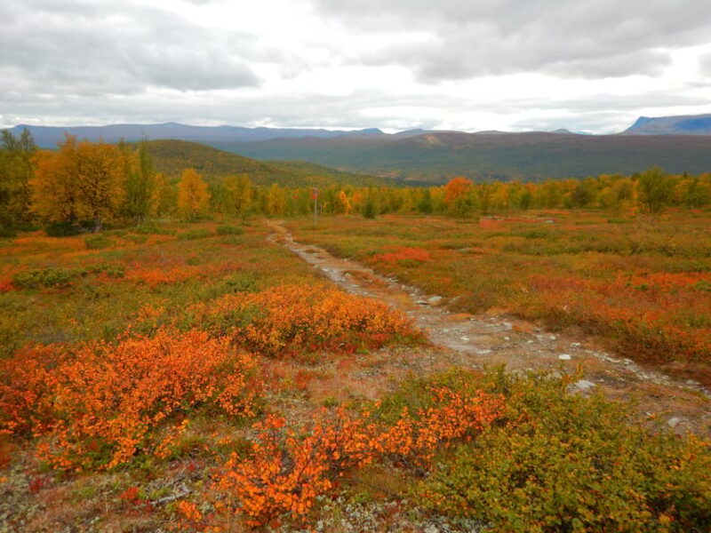 Vindelfjäll Nature Reserve: a Walk Through Reindeer Country - The Guided Experience