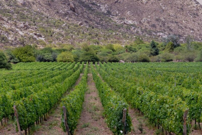 Vineyard Elegance: A Mendoza Wine Odyssey - Exploring Mendozas Historic Vineyards