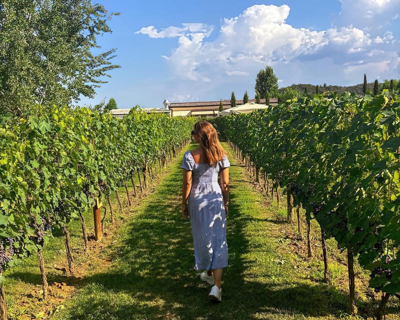 Vineyard Escape, Walk, Lunch and Wine Tasting - Key Points