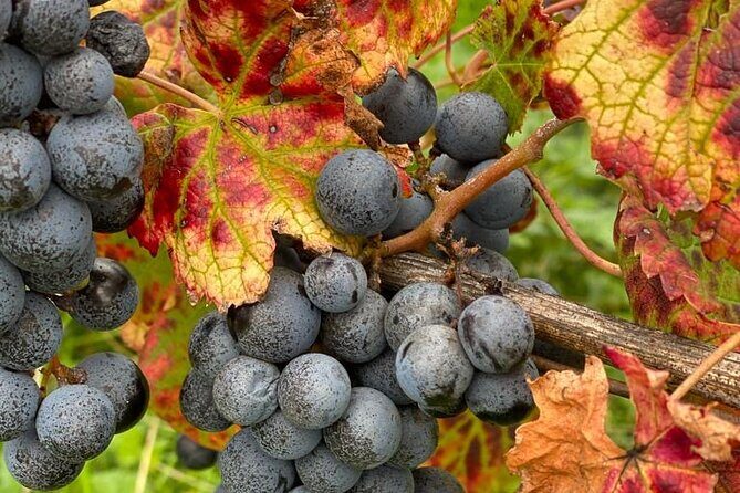 Vineyard experience in Pozzuoli - What to Expect from the Vineyard Experience in Pozzuoli