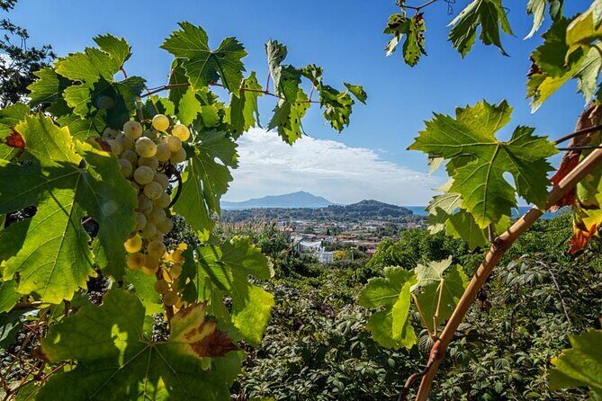 Vineyard experience in Pozzuoli - Analyzing the Value and Who This Tour Is Best For