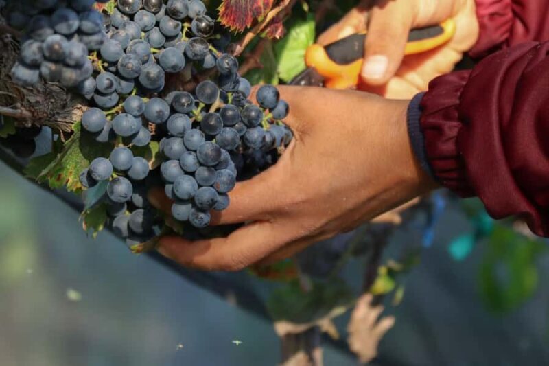 VINEYARD TOUR - A Closer Look at the Vineyard Tour Experience