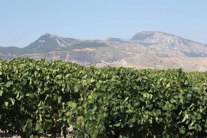 Vineyard Tour, Wine and Sicilian Delicacies Tasting at a Winery in Agrigento - Meeting Point