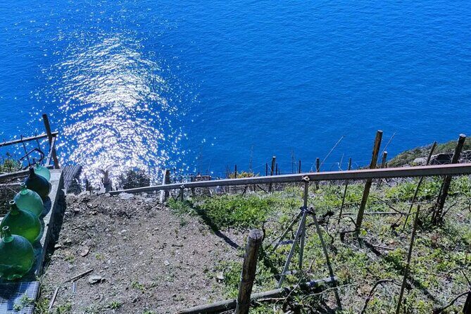 Vineyard Tour with Wine Tasting in Cinque Terre - An In-Depth Look at the Vineyard Tour in Cinque Terre