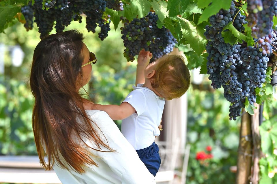 Vineyard Walk, Lunch or Dinner With Wine Tasting - Key Points
