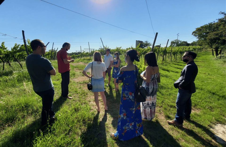 Vineyard Walk & Wine Tasting in the Berici Hills of Vicenza - Wine Selection