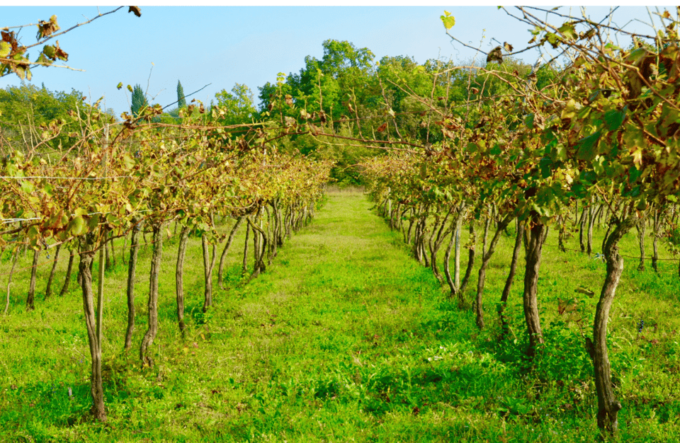 Vineyard Walk & Wine Tasting in the Berici Hills of Vicenza - Ask Away