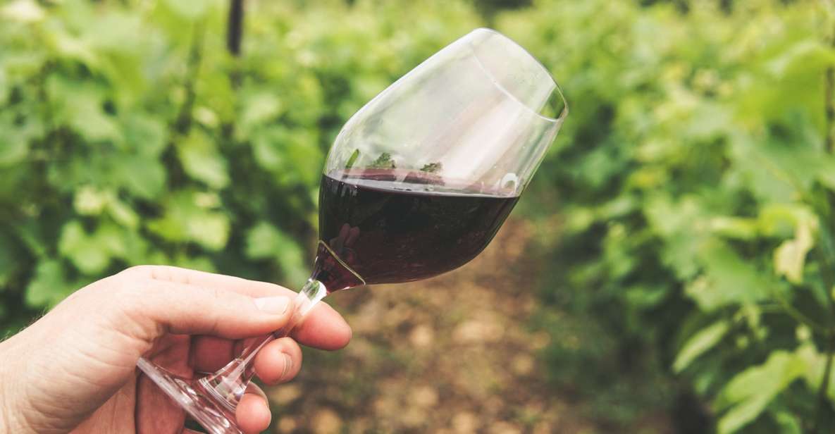 Vineyards and Hills E-Bike Tour in Bologna With Wine Tasting - Bike Rental and Safety