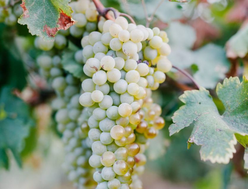 Vineyards and Hills E-Bike Tour in Bologna With Wine Tasting - Wine Production Process