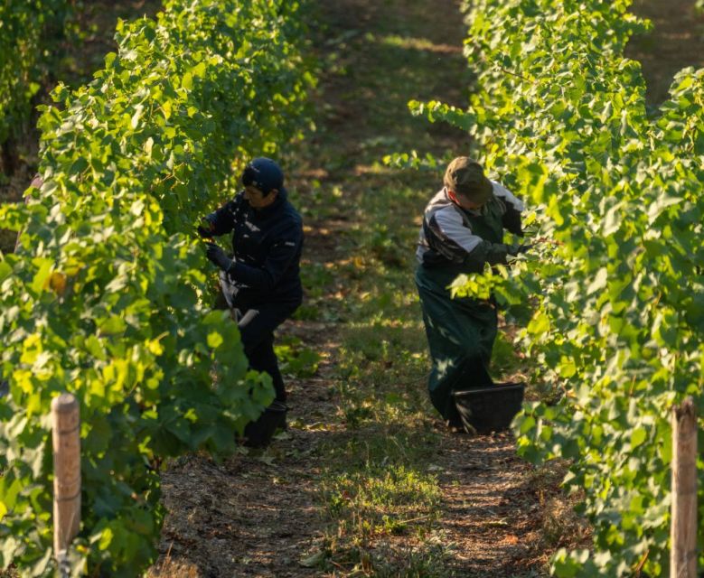 Vineyards and Hills E-Bike Tour in Bologna With Wine Tasting - Group Size and Accessibility