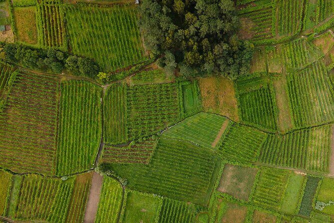 Vinho Verde Experience with 2 Wineries and Lunch - FAQ