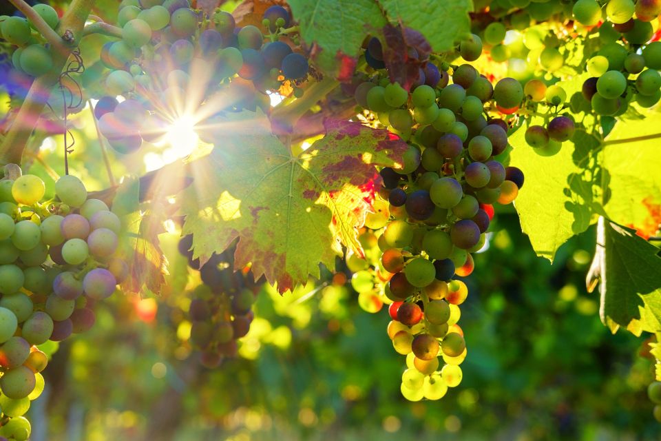 Vinho Verde Full-Day Premium Wine Tour - Tour Highlights