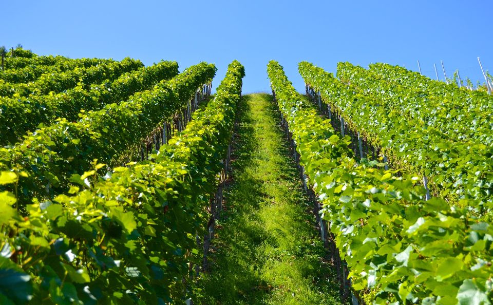 Vinho Verde Full-Day Premium Wine Tour - Booking Information
