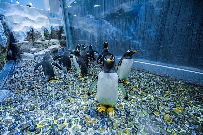 VIP Experience Dubai Aquarium & Underwater Zoo-As per Selection - Visitor Information and Accessibility