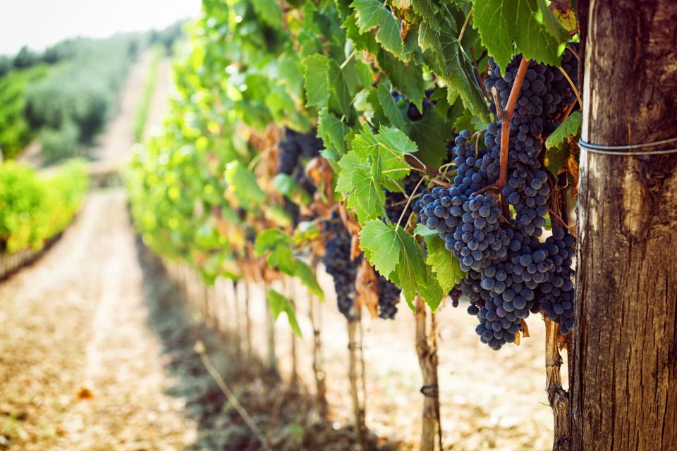 VIP Experience Verona, Wine-Tasting & Bardolino From Verona - Additional Tour Insights