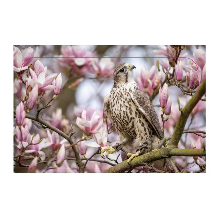 VIP falconry taster session - The Itinerary: What Can You Expect?