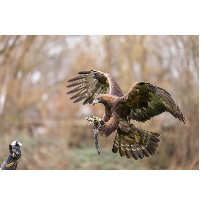 VIP falconry taster session - Why Is This Experience Valuable?