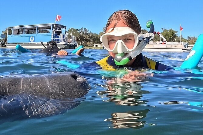 VIP Guided Swim with Manatee Tour Crystal River FL Free Photos - Crystal River’s Manatees: An Authentic Close-up Experience