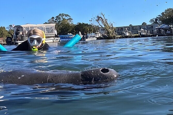 VIP Guided Swim with Manatee Tour Crystal River FL Free Photos - Final Thoughts