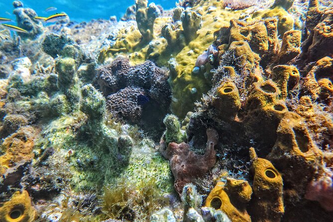 VIP Private Guided Scuba Diving/Snorkeling Excursion - Cancellation and Booking Policies