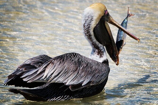 VIP Private North Island Tour - A Deep Dive into the Bonaire North Experience