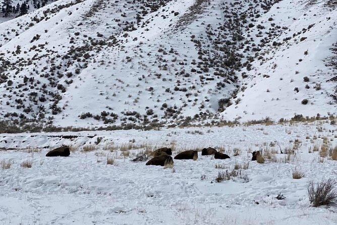 VIP Private North Yellowstone National Park Winter Excursion - Encountering Yellowstones Iconic Wildlife