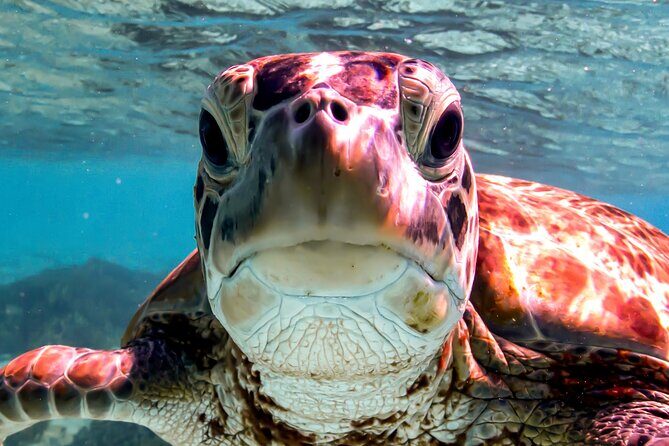 VIP Private Snorkeling Tour with Underwater Photos - An In-Depth Look at the Experience