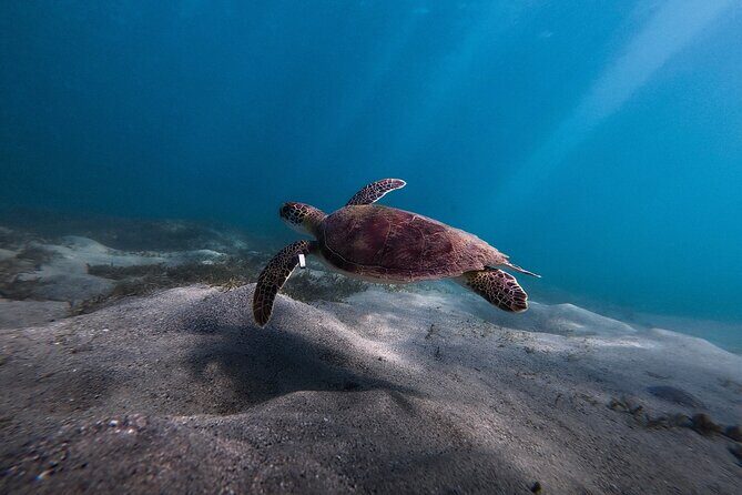 VIP San Juan: Snorkeling Tour with Turtles with Free Videos - Value for Money