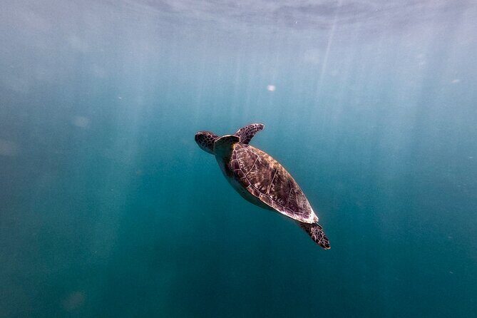 VIP San Juan: Snorkeling Tour with Turtles with Free Videos - Real-World Experiences from Reviews