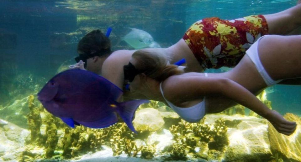 VIP Swim With Dolphins at Ocean World Puerto Plata - Wheelchair Accessibility