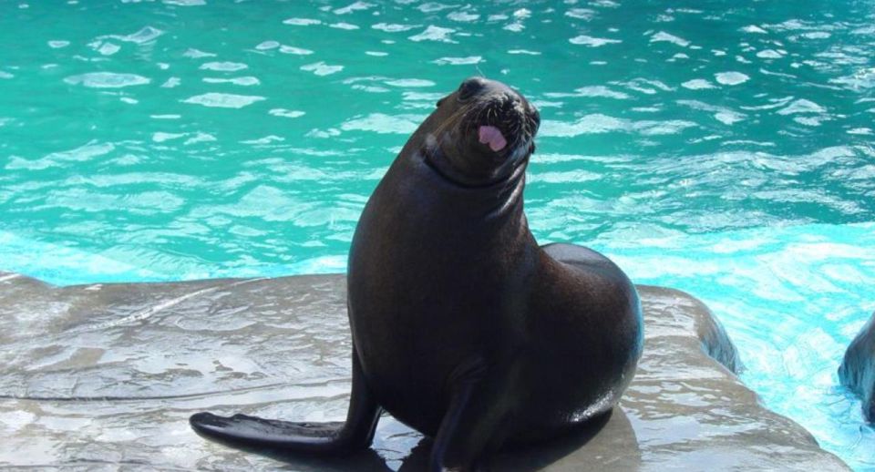 VIP Swim With Dolphins at Ocean World Puerto Plata - Inclusion Summary