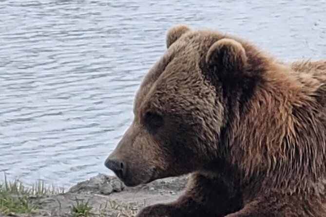VIP Tour From Anchorage to Alaska Wildlife Conservation Center - Traveler Reviews