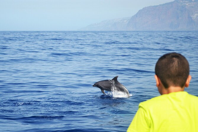 VipDolphins Luxury Whale Watching - Background