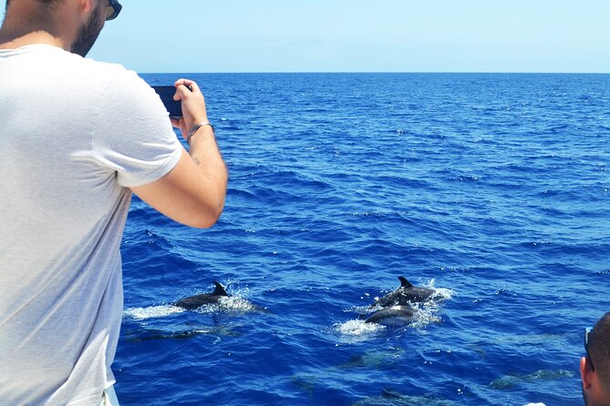 VipDolphins Luxury Whale Watching - Directions