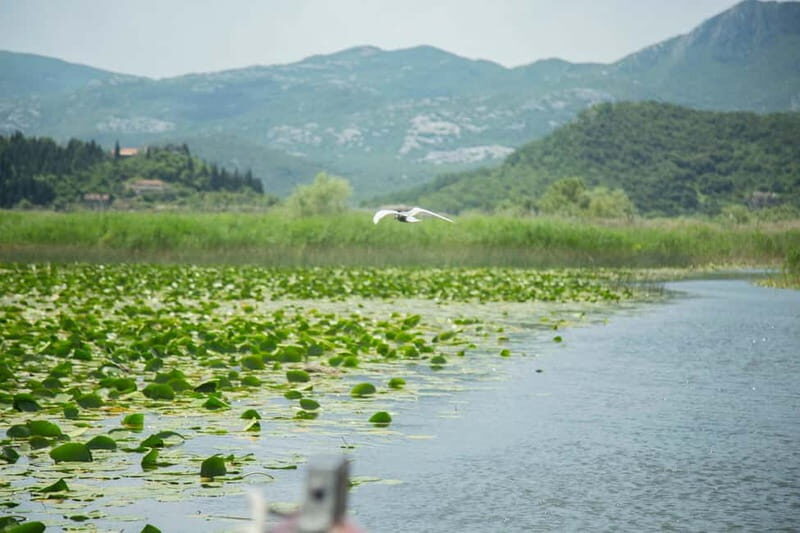 Virpazar: Historical & Nature Boat Adventure on Lake Skadar - Introduction: Why This Lake Skadar Tour Stands Out