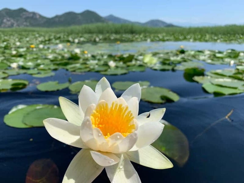 Virpazar: Private Guided Lake Skadar Boat Tour - Practical Tips for a Great Experience