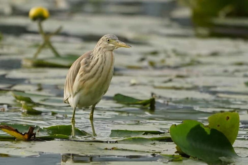 Virpazar: Skadar Lake by Boat and Kom Monastery Guided Tour - Practical Tips