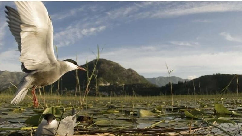 Virpazar : Skadar Lake Group Tour With Bird watching - FAQ