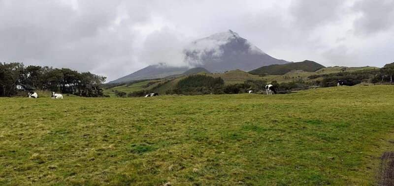 Visit a Farm on the Island of Pico - Introduction to the Experience