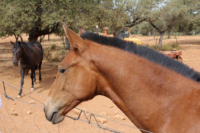 Visit a Horse and Bull Farm Including a Ronda Tour - Key Points