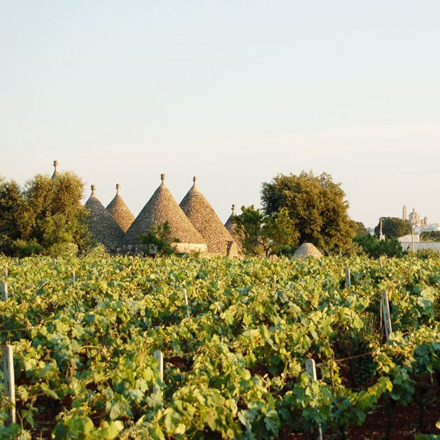 Visit a Winery and an Oil Mill in Cisternino - Highlights of the Day