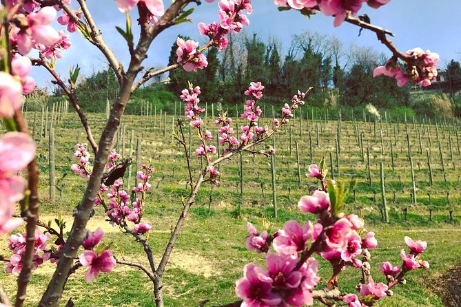 Visit Among Vineyards and Wine Cellar With Wine Tasting in Nizza Monferrato - Accessibility and Participation