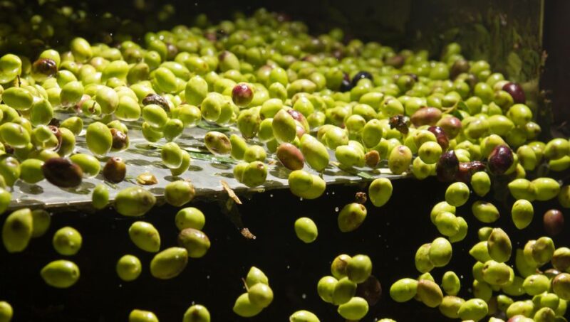 Visit an Olive Oil Mill + Extra Virgin Olive Oil Tasting: Baeza - The Largest Humanized Forest