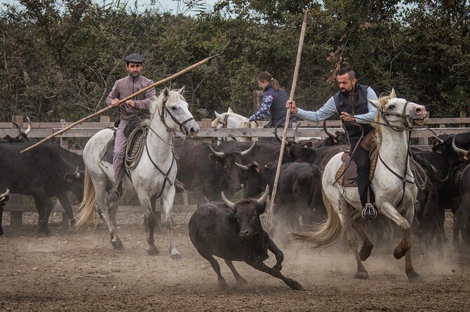 Visit and Discovery in the Heart of the Camargue - Good To Know