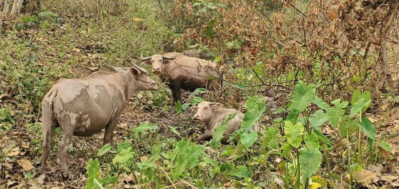 Visit buffalo farm, cooking-class forest, Kuang Si waterfall - A Day in the Life: What to Expect