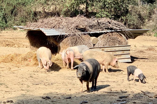 Visit Chianina Organic Farm With Bistecca Beef Lunch - Sample Menu Highlights